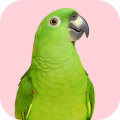 Collection image for: Bird
