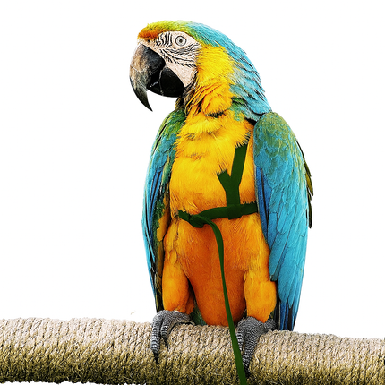 Bird Harness with Leash – Flying Training Rope for Parrots