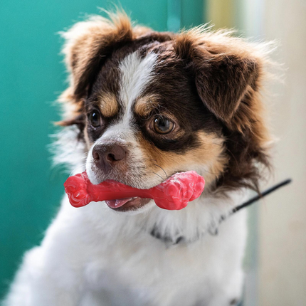 Durable Dog Chew Toy – Silicone Bone